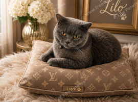 1- year & 10-month British shorthair for sale