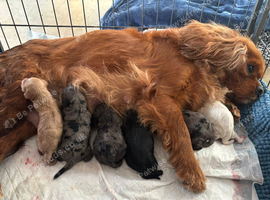Beautiful Cavapoo Puppies Looking for Loving Homes