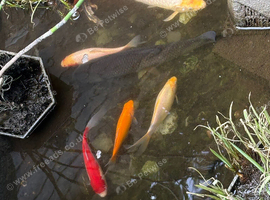Beautiful Fish Looking For a Home