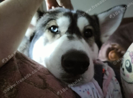 Blue up for rehoming