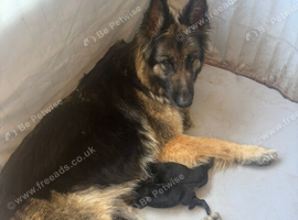 Kc reg German shepherd male pup