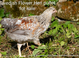 SWEDISH FLOWER HEN - VARIOUS PULLETS - RARE LANDRACE BREED