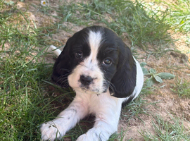 Stunning cocker spaniel puppies