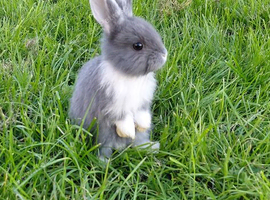 6 baby rabbits 8weeks old