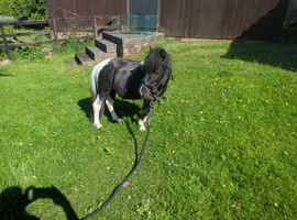 Minature shetland colt for sale