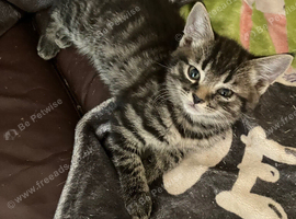 2 Tabby grey kittens girl and boy