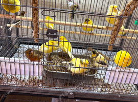 Mix's canary's Glasgow