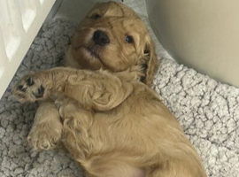 Cockapoo Pup - 6 Weeks Old, Ready for Forever Home