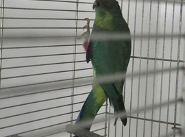 Pileated Red Capped Parrot
