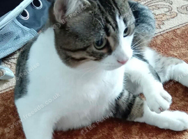 Sweet Male Cat