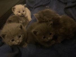 Ragdoll X British Kittens