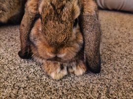 2 Rabbits &pound;50 for both of &pound;30 each