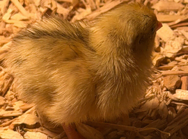 Baby Jumbo quail chicks