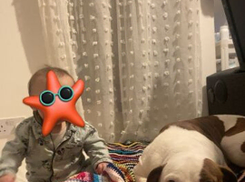 Staffy x american bull dog