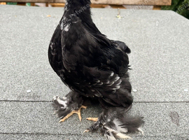 Black Mottled Pekin Cockerels