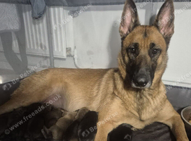 Belgium Malinois cross German Shepard cross Staffordshire bull terrier puppy&rsquo;s