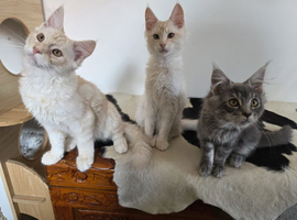 Three beautiful Maine Coon kittens