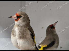 Himalayan goldfinch
