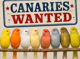 CANARY WANT - MORE CANARIES THE BETTER!