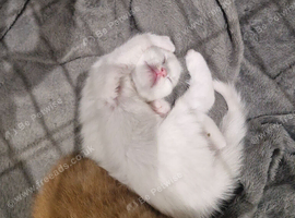 Kittens