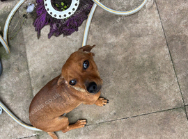 Dachshund puppy