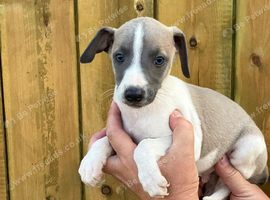 Italian x whippet