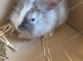 Baby rabbit