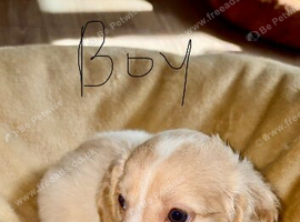 Cockapoo puppies