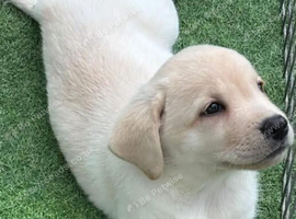 Labrador Retriever Puppies - Bright, Playful & Loving