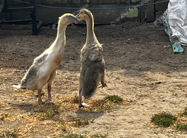 2 Indian runner ducklings