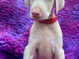 KC registered health tested Dobermann puppies