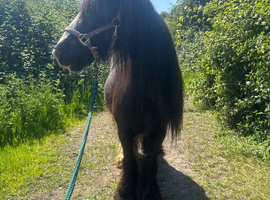 12.2 cob mare