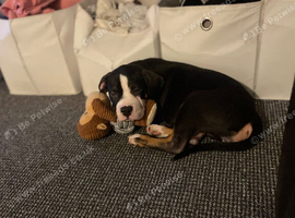 Female puppy