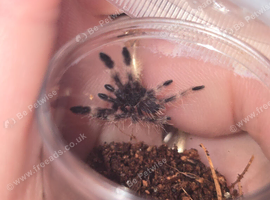 Psalmopoeus victori slings