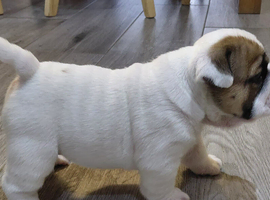 English Bulldog Puppies