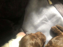Cockapoo puppies for sale