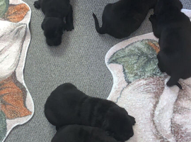 Cane corso pups