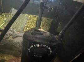 bristlenose plecos