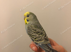 Budgie