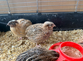 Beautiful Quail Boys - Various Colours