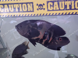 SA/CA Cichlids + more for new waters.