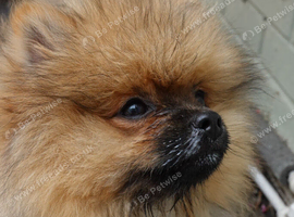 Pomeranian
