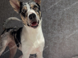 blue merle border collie