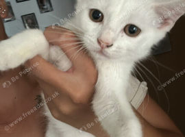 TWO FEMALE KITTENS LEFT