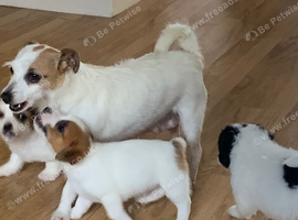 Jackrussle