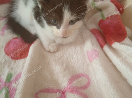 4 kittens