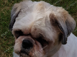 Shih-Tzu to Rehome