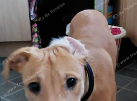 Lurcher