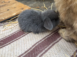 1 x Mini lop, blue buck left