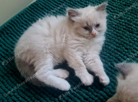 Ragdoll kittens for sale